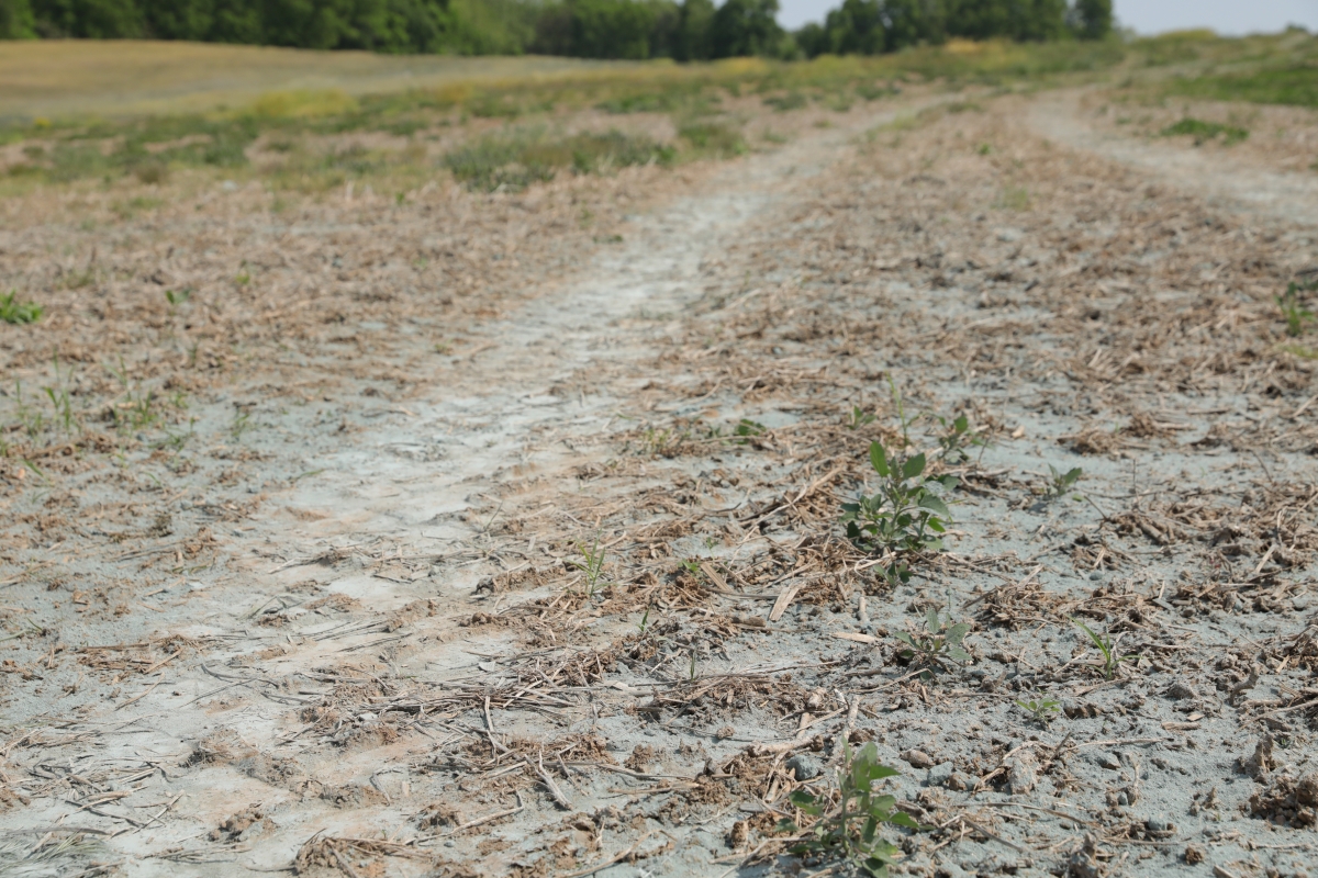 Crushed metabasalt on farmland.