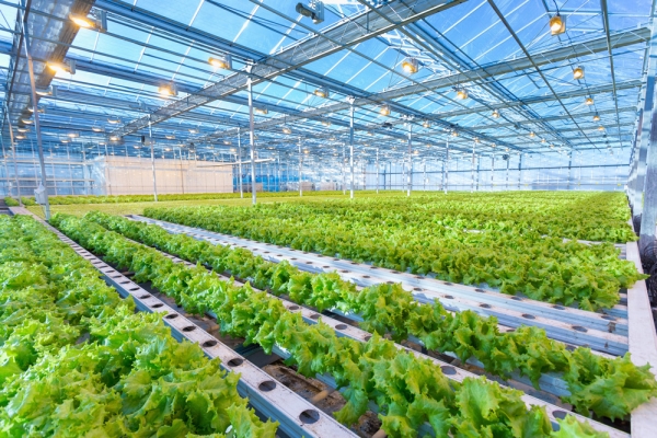 Crops growing in greenhouse