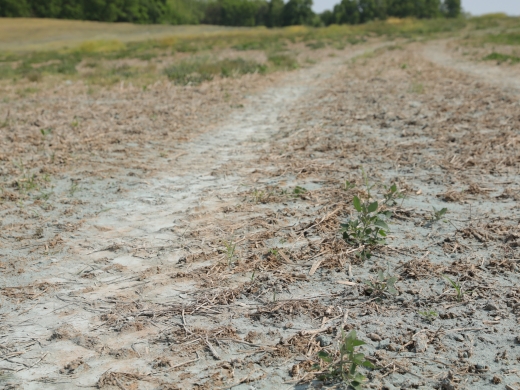 Crushed metabasalt on farmland.