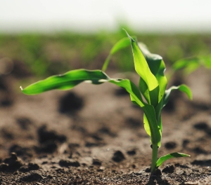 Crop growing from soil